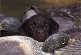 Dogs Up Close (Tiny Folio)