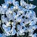 Sweet Pea 'Blue Ripple' Flower Seeds