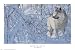 Arctic Wolf, Art Poster by Eric Bjorlin