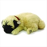 Pug Puppy