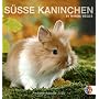 S��e Kaninchen 2010. Postkartenkalender von Monika Wegler