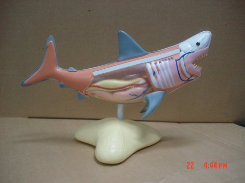 Childrens Toyshop  Toys : National Geographic Glow In The Dark Shark Model