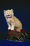 Cats: A Guide to Cat Breeds, Types of Cats, Cat Health, All About Cats with Cat Facts, Cat Training, & Pedigree Cats