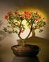Bonsai Boy's Flowering Pyracantha Bonsai Tree pyracantha 'mohave'