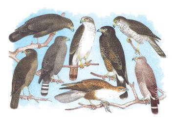 Buy Coopers Grubers Harlan and Harris Buzzards and Chicken Hawk 24x36 Giclee by Buyenlarge