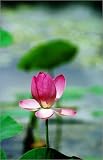 photographie Flower detail at Red Lilly billabong. est disperible en (L x H): 40 x 60 cm de J. Ba...