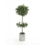 Review i-koncepts Ltd  / 5ft Double Ball Bayleaf Topiary with Natural Stem - Artificial Plant