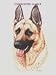 German Shepherd - Portrait by Cindy Farmer, Black and Tan