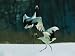 Japanese or Red-Crowned Cranes Engage in a Courtship Display Animal Photographic Poster Print by Tim Laman, 30x40