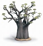 African Baobab