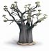 African Baobab