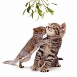 Christmas Kiss Rabbit Dalmatian Squirrel & Cat Luxury Christmas Card Pack