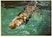 3D Lenticular POSTCARD-SEA OTTER