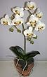 14" Mini Cymbidium Orchid
