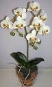 14" Mini Cymbidium Orchid