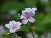 Hardy Geranium Nodosum, woodland geranium