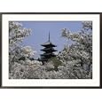 Cherry Blossoms, Ninna-Ji Temple Grounds, Kyoto, Japan Collections Framed Photographic Poster Print, 36x26