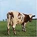 Atom Heart Mother