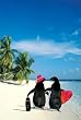 (24x36) Penguin Paradise (On Beach) Art Poster Print