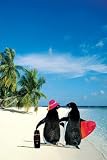 (24x36) Penguin Paradise (On Beach) Art Poster Print