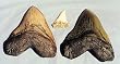 Shark Tooth Replica White Miocence Shark