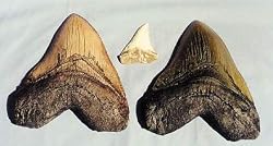 Shark Tooth Replica Black Miocence Shark