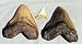 Shark Tooth Replica Black Miocence Shark