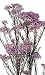 �\�t�g���C�X�t�����[�@���@�C�I���b�g
