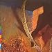 Favourite World Music (in lack of the better term)