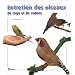 Entretien des oiseaux de cage et de voli�re