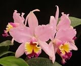 Orchid Plants with beautiful pink flowers (Lc Newberry Pixie 'Cherokee')