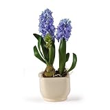 Hyacinth Silk Arrangement w/Glazed Pot