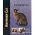 Burmese Cat (Pet Love)