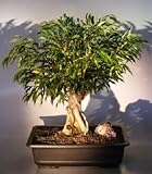 Bonsai Boy's Ficus Banyan Bonsai Tree ficus orientalis Bonsai Boy's Ficus Banyan Bonsai Tree ficus orientalis