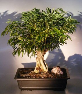 Bonsai Boy's Ficus Banyan Bonsai Tree ficus orientalis