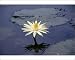 Photographic Prints of Ps-8810 Night Waterlily from Ardea Wildlife Pets
