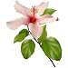 Beautiful Exotic Flower - Marshmallow (hibiscus) - 36