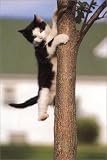 Cats Up Close (Tiny Folios)