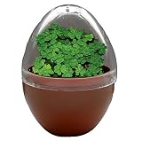 Micro-Terrariums - Good Luck Egg
