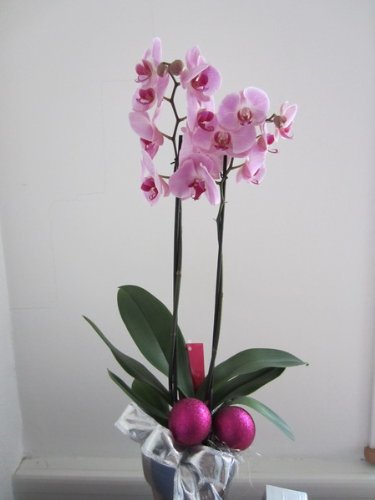 Orchidee mit Rosa Blüten, 2 triebig