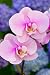 Pink Orchid Flowers - 24