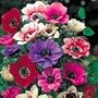 Poppy Anemones