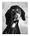 Black Forest Hound