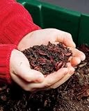 Red Wiggler Worms