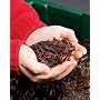 Red Wiggler Worms