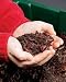 Red Wiggler Worms