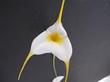 Masdevallia White Angel orchid