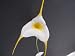 Masdevallia White Angel orchid