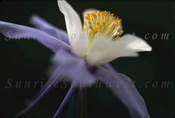 Vince Lausen Photograph