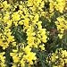 Plants - Thermopsis 'Sophia'